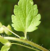 rozrazil perský <i>(Veronica persica)</i> / List