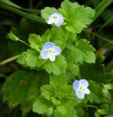 rozrazil perský <i>(Veronica persica)</i> / Habitus