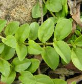 rozrazil douškolistý <i>(Veronica serpyllifolia)</i> / List