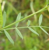 vikev úzkolistá <i>(Vicia angustifolia)</i> / List