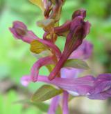 dymnivka dutá <i>(Corydalis cava)</i> / Květ/Květenství