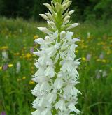 prstnatec plamatý <i>(Dactylorhiza maculata)</i>