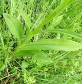 prstnatec plamatý <i>(Dactylorhiza maculata)</i>