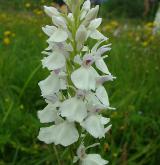 prstnatec plamatý <i>(Dactylorhiza maculata)</i>