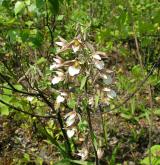 kruštík bahenní <i>(Epipactis palustris)</i> / Habitus