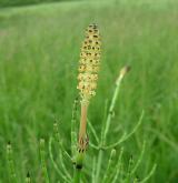 přeslička bahenní <i>(Equisetum palustre)</i> / Habitus