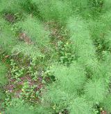 přeslička lesní <i>(Equisetum sylvaticum)</i> / Porost