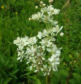 tužebník obecný <i>(Filipendula vulgaris)</i> / Květ/Květenství