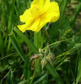 devaterník velkokvětý <i>(Helianthemum grandiflorum)</i> / Květ/Květenství