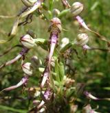 jazýček jadranský <i>(Himantoglossum adriaticum)</i> / Květ/Květenství