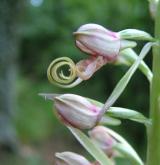 jazýček východní  <i>(Himantoglossum caprinum)</i>