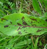 prasetník plamatý <i>(Hypochaeris maculata)</i>