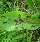 prasetník plamatý <i>(Hypochaeris maculata)</i> / List
