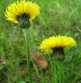 prasetník plamatý <i>(Hypochaeris maculata)</i>