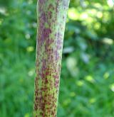 krabilice hlíznatá <i>(Chaerophyllum bulbosum)</i> / Stonek