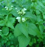 hluchavka bílá <i>(Lamium album)</i> / Habitus