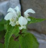 hluchavka bílá <i>(Lamium album)</i> / Květ/Květenství