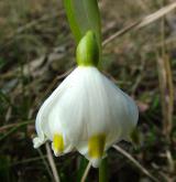 bledule jarní <i>(Leucojum vernum)</i> / Květ/Květenství