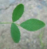 komonice lékařská <i>(Melilotus officinalis)</i> / List