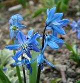 ladoňka sibiřská <i>(Othocallis siberica)</i>