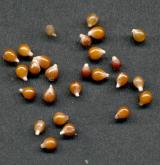 ladoňka sibiřská <i>(Othocallis siberica)</i>