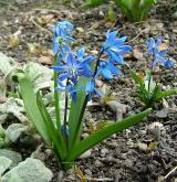 ladoňka sibiřská <i>(Othocallis siberica)</i>