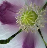 mák setý <i>(Papaver somniferum)</i>