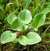 tolije bahenní <i>(Parnassia palustris)</i>