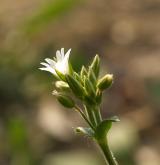 rožec obecný <i>(Cerastium holosteoides)</i> / Květ/Květenství