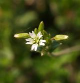 rožec obecný <i>(Cerastium holosteoides)</i> / Květ/Květenství