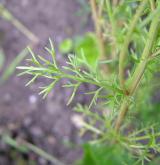 heřmánek pravý <i>(Matricaria chamomilla)</i>