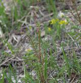 krvavec menší <i>(Sanguisorba minor)</i> / Habitus