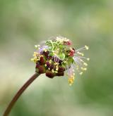 krvavec menší <i>(Sanguisorba minor)</i> / Květ/Květenství