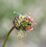 krvavec menší <i>(Sanguisorba minor)</i> / Květ/Květenství