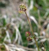 krvavec menší <i>(Sanguisorba minor)</i> / Květ/Květenství