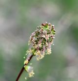 krvavec menší <i>(Sanguisorba minor)</i> / Květ/Květenství