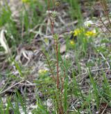 krvavec menší <i>(Sanguisorba minor)</i> / Habitus