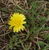 pampeliška červenoplodá <i>(Taraxacum [E] erythrospermum)</i> / Habitus