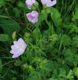 sléz velkokvětý <i>(Malva alcea)</i> / Habitus