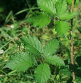 ostružiník běloplstnatý <i>(Rubus montanus)</i> / List