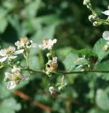 ostružiník běloplstnatý <i>(Rubus montanus)</i> / Květ/Květenství