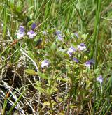 pamětník rolní <i>(Acinos arvensis)</i> / Habitus