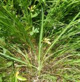 bělozářka větevnatá <i>(Anthericum ramosum)</i> / List