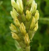 kozinec cizrnovitý <i>(Astragalus cicer)</i> / Květ/Květenství