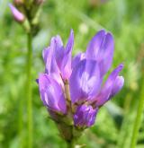 kozinec dánský <i>(Astragalus danicus)</i> / Květ/Květenství