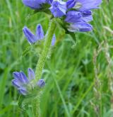 zvonek hadincovitý <i>(Campanula cervicaria)</i> / Květ/Květenství