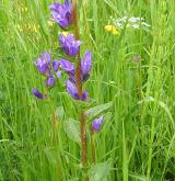 zvonek klubkatý <i>(Campanula glomerata)</i> / Habitus