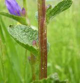 zvonek klubkatý <i>(Campanula glomerata)</i> / Stonek