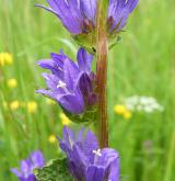 zvonek klubkatý <i>(Campanula glomerata)</i> / Květ/Květenství