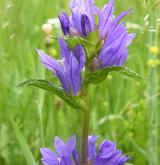 zvonek klubkatý <i>(Campanula glomerata)</i> / Květ/Květenství